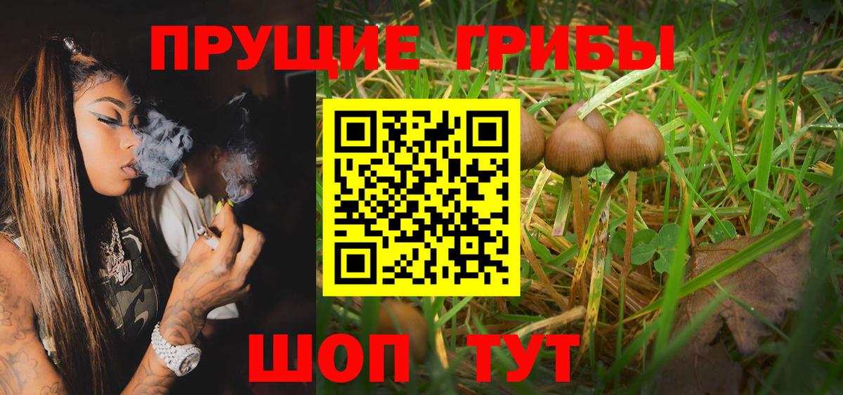 Зеленогорск  Псилоцибиновые грибы GOLDEN TEACHER  Вход с VPN 